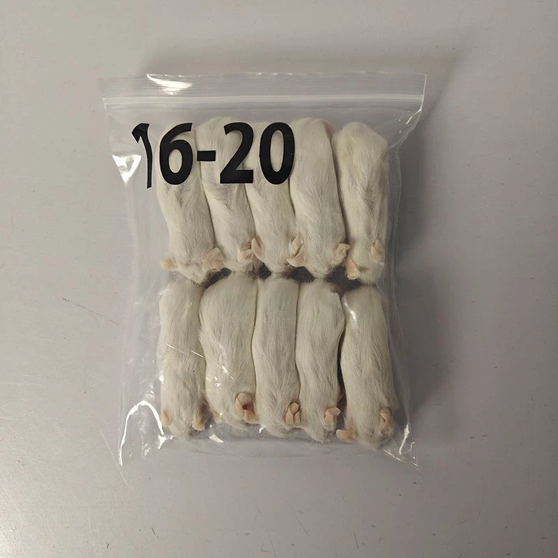 Frozen Pinks Mice Frozen Pinks Mice