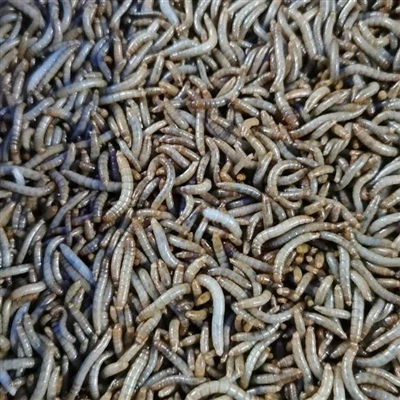 Toepassingsbereik van gedroogde meelwormen voor vogels