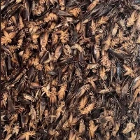 Gedroogde krekels voor bebaarde draak