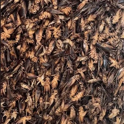Gedroogde krekels om te eten