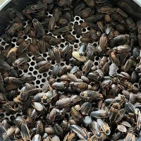Gedroogde Dubia -kakkerlakken