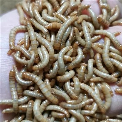 Gedroogde meelwormen voor vogels