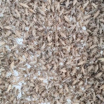 Voedende luipaard gekko bevriezen gedroogde krekels