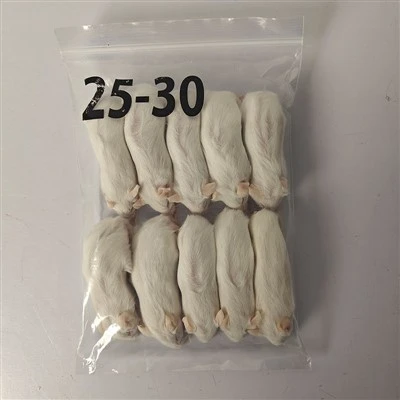 Bevroren Jumbo Rat
